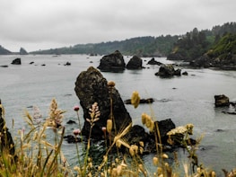 Coastal scene featuring rugged rocks protruding from a calm sea. Wild grasses and flowers in the foreground contrast with a misty, overcast sky and a lush, forested coastline in the background.