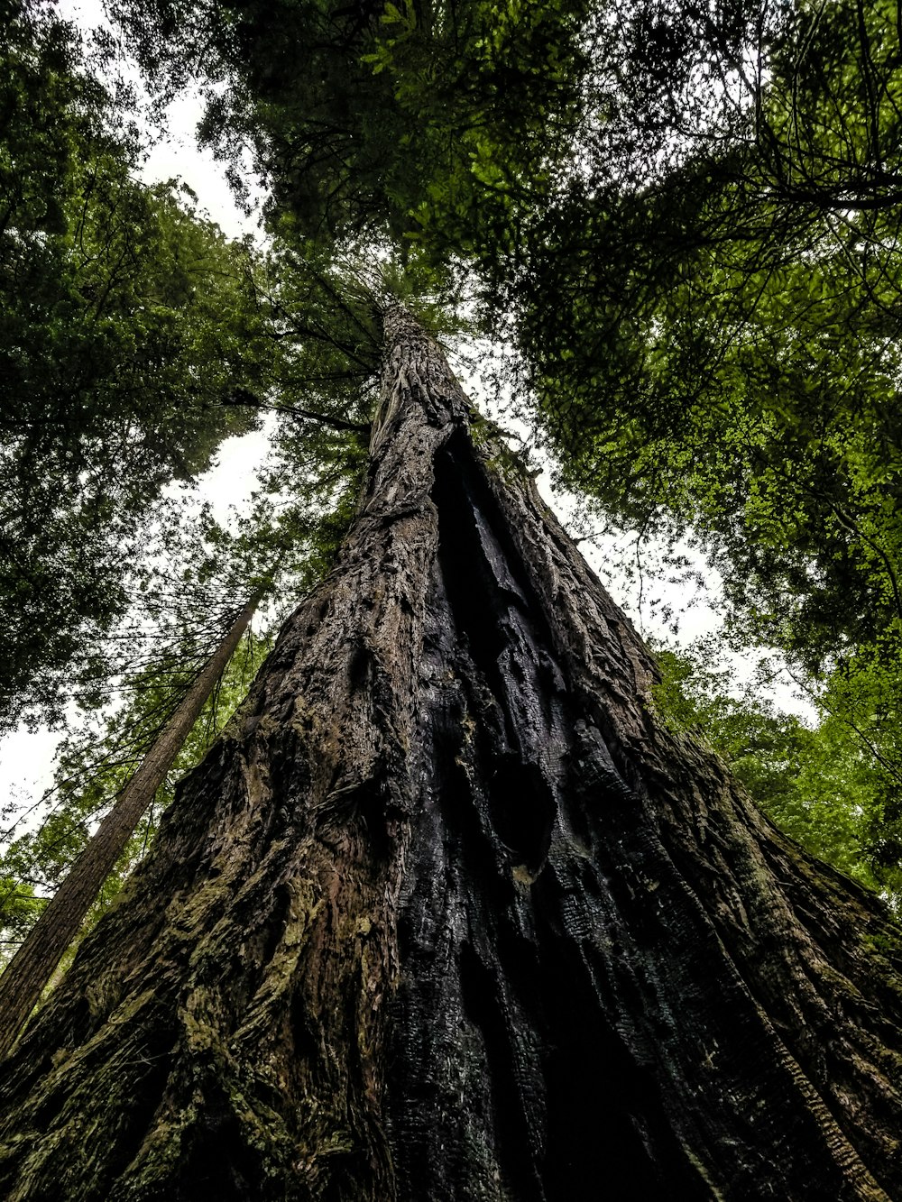 a tall tree in the middle of a forest