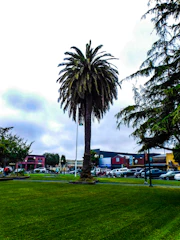 Palm trees being pruned in a community park area with multiple buildings around.