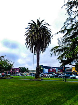 Palm trees being pruned in a community park area with multiple buildings around.