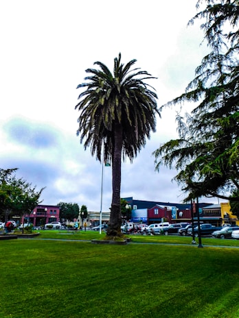 a palm tree in the middle of a grassy area