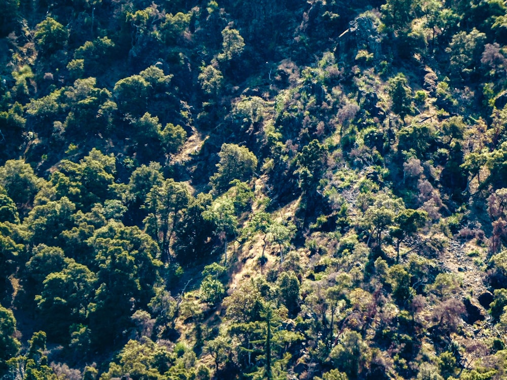 an aerial view of a forest with lots of trees