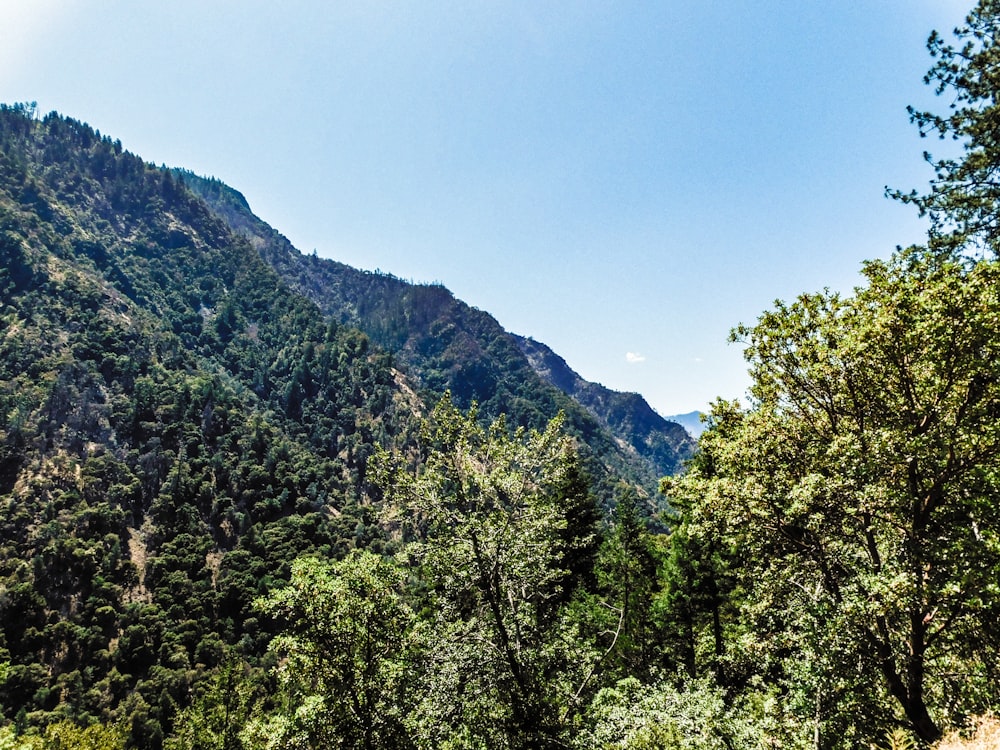 Una vista panoramica di una catena montuosa con alberi in primo piano