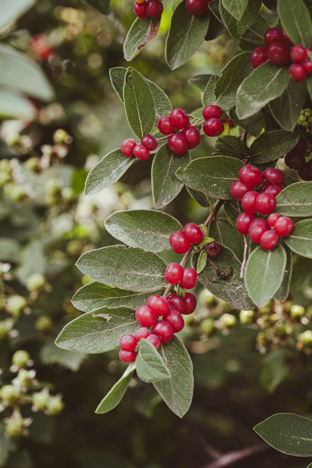 a bush with red berries and green leaves