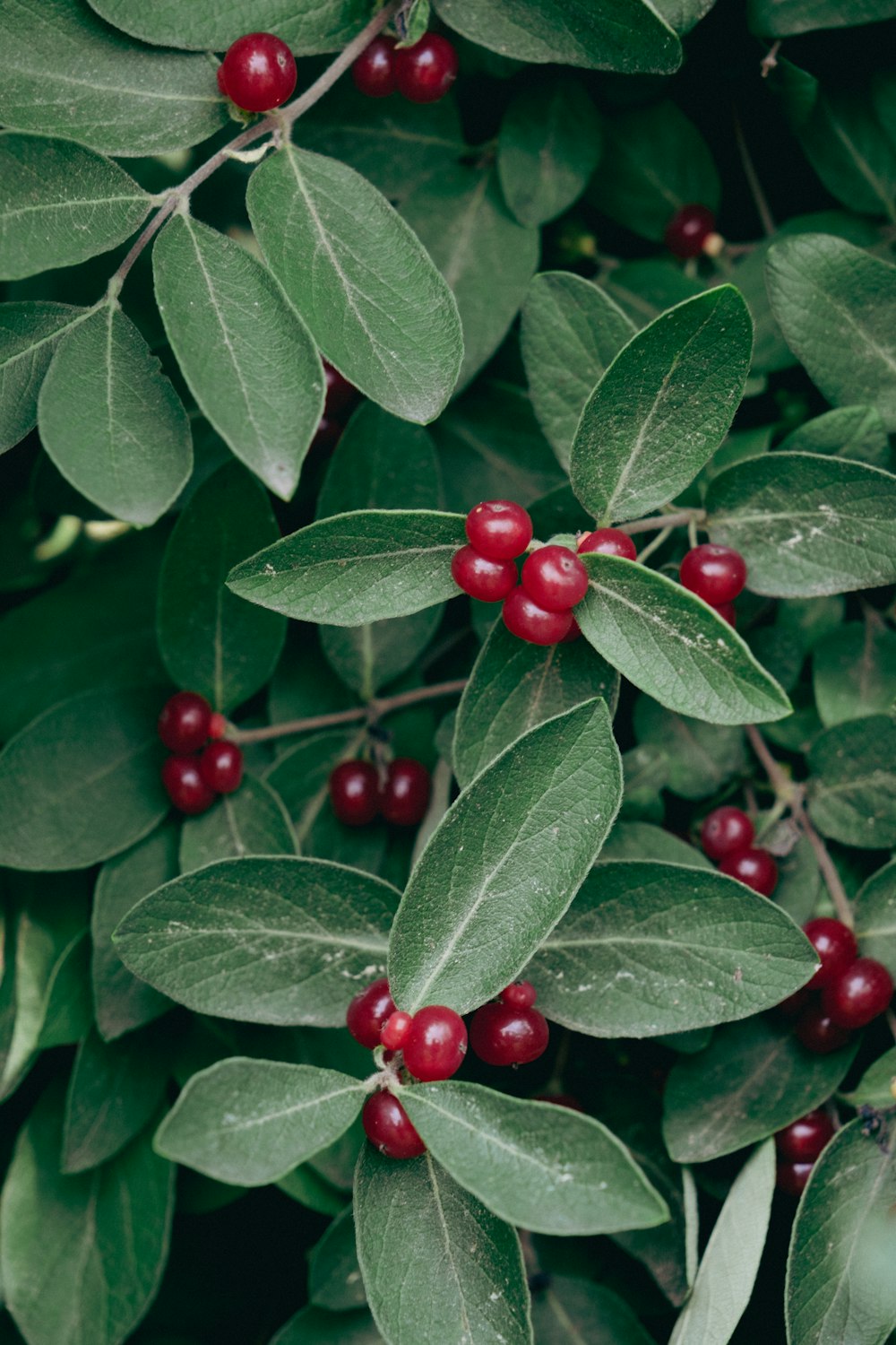 a bush with red berries and green leaves