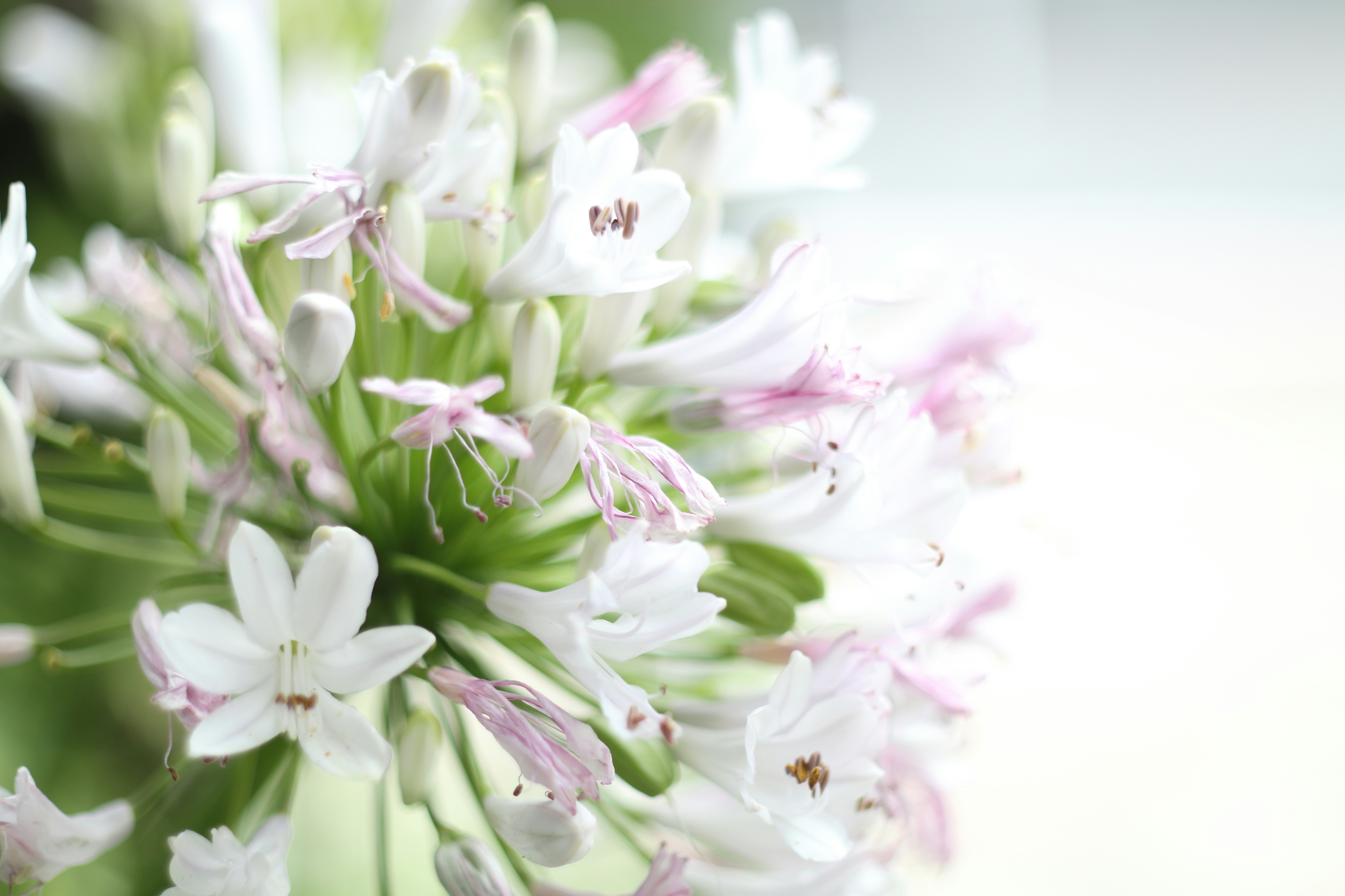 Photo by takatsuchida