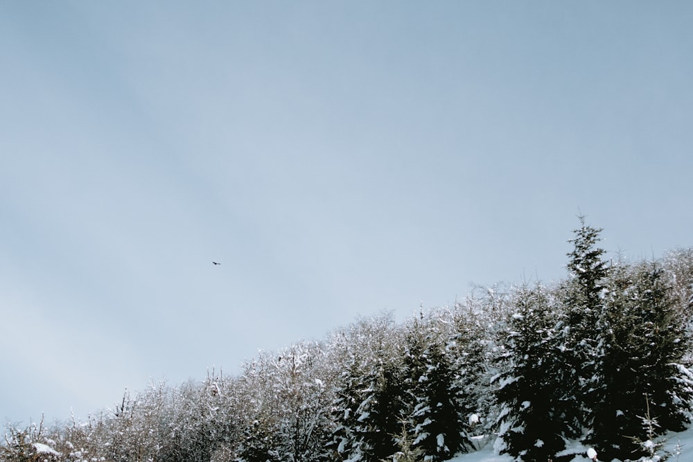 a snow covered hill with trees and a bird flying in the sky