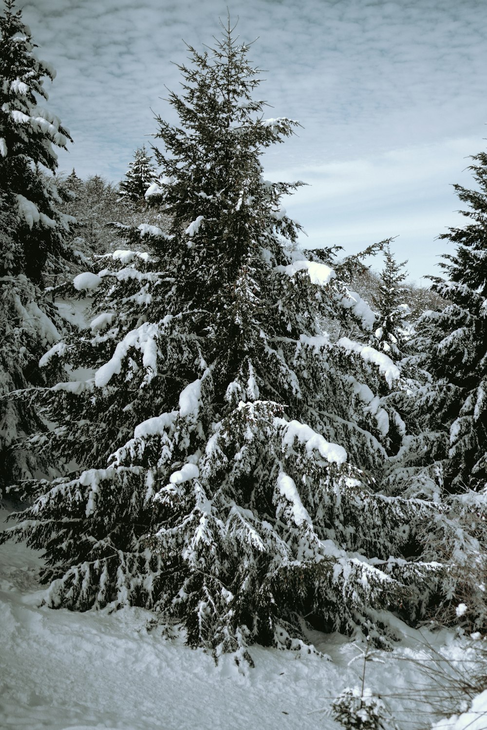 a person on skis in the snow near some trees