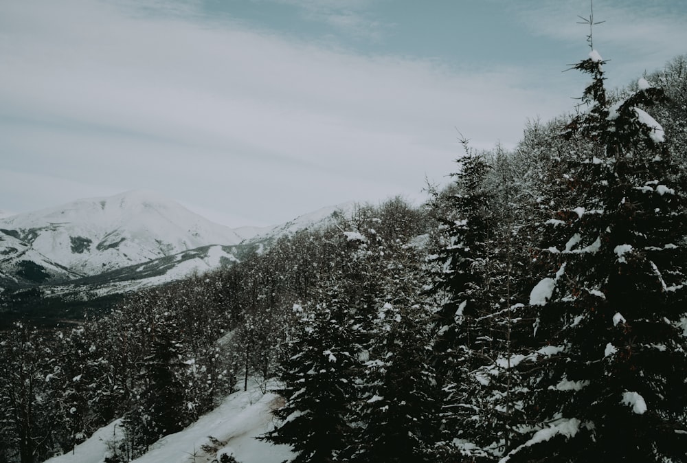 a snow covered mountain with trees and a sky background