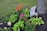 A well-maintained garden features vibrant flowers, including bright orange and pink blooms, surrounded by lush green plants. A large tree trunk is visible beside a decorative flag with floral designs, set against a backdrop of grass and rocks.