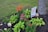 A well-maintained garden features vibrant flowers, including bright orange and pink blooms, surrounded by lush green plants. A large tree trunk is visible beside a decorative flag with floral designs, set against a backdrop of grass and rocks.
