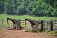 Wooden feeding troughs are positioned against a rustic fence in a grassy field. Lush green trees create a verdant backdrop, adding to the rural setting. The ground in front appears to be a mix of dirt and sparse grass, indicating a pasture or farm environment.