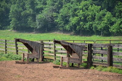 Wooden feeding troughs are positioned against a rustic fence in a grassy field. Lush green trees create a verdant backdrop, adding to the rural setting. The ground in front appears to be a mix of dirt and sparse grass, indicating a pasture or farm environment.