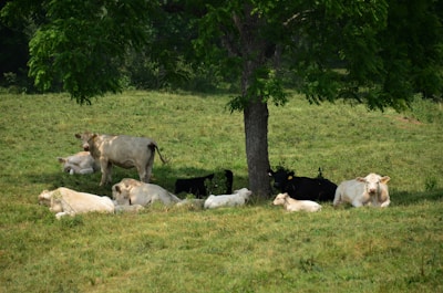 A group of well-kept cattle resting calmly under the shade of a large tree.