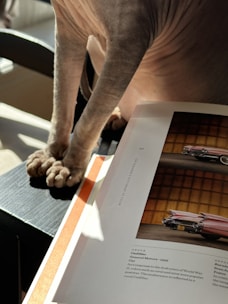 A hairless cat standing on a dark surface near an open book with images of vintage cars. The cat's wrinkled skin and paws are visible, and the book has a picture of a pink Cadillac with a text description underneath.