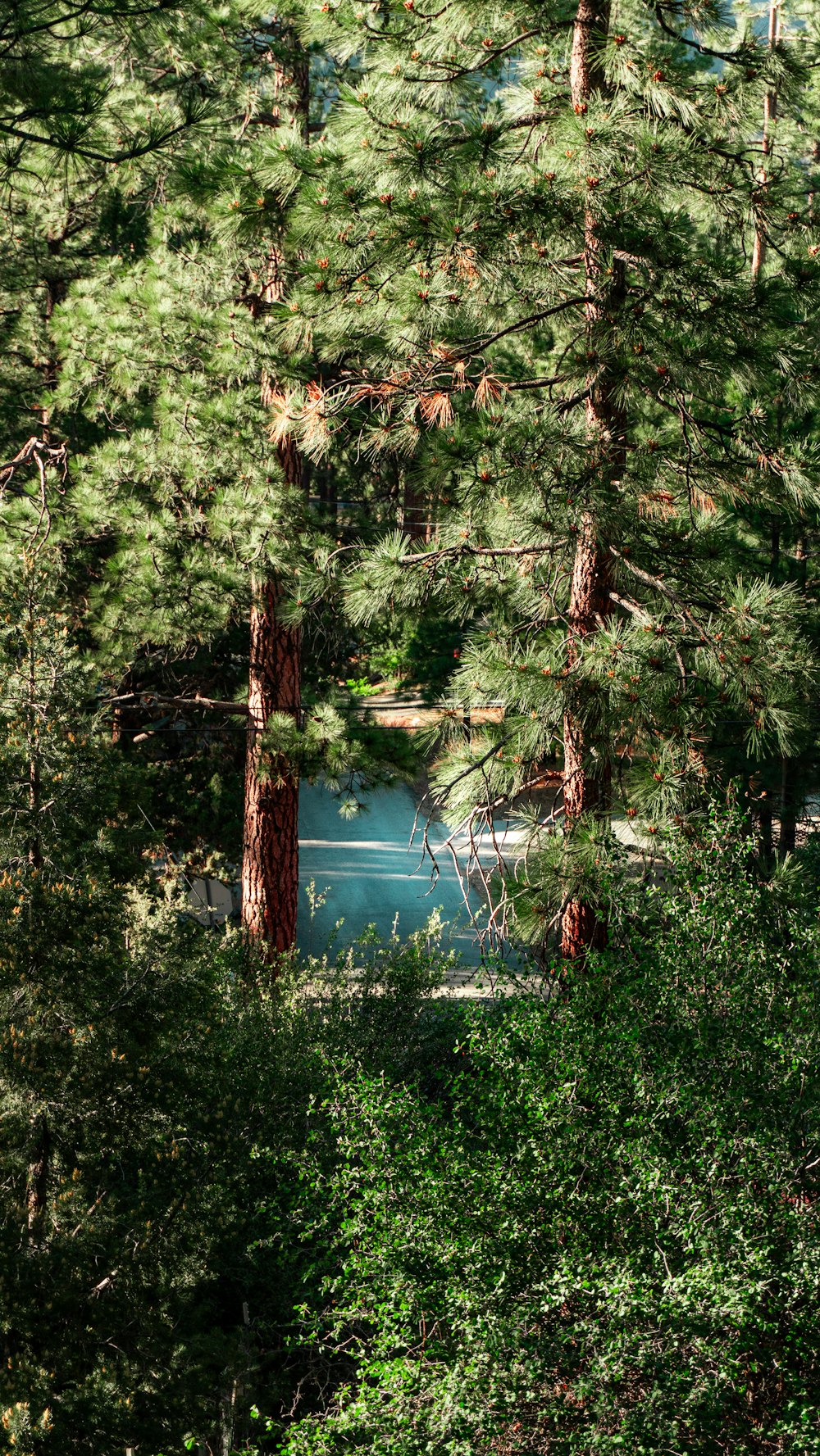 a view of a body of water through the trees