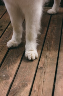 The lower legs and paws of a large white dog stand on a wooden deck. The fur is fluffy and clean, contrasting with the dark, rustic wood.