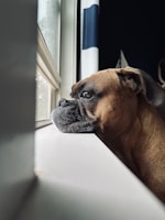 a brown dog looking out of a window