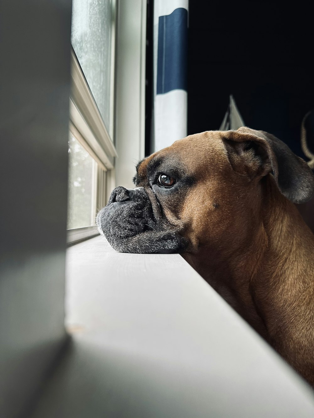 un chien brun regardant par une fenêtre