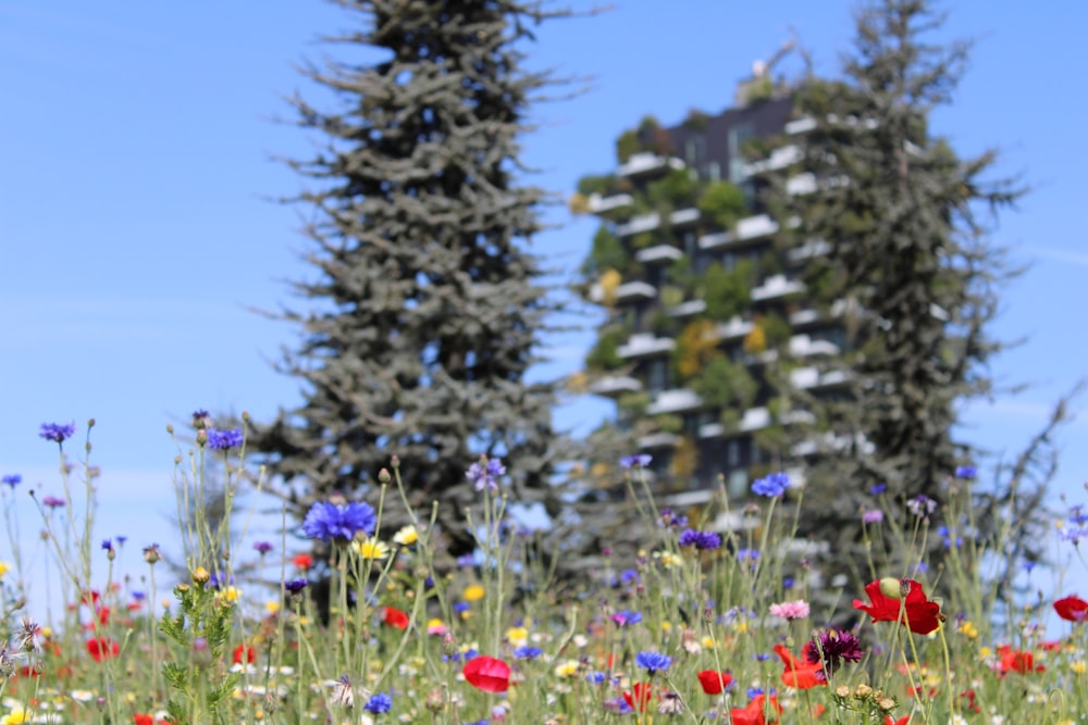 a field of wildflowers in front of a tall building