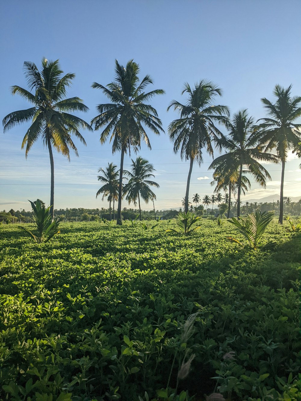 a lush green field with palm trees in the background
