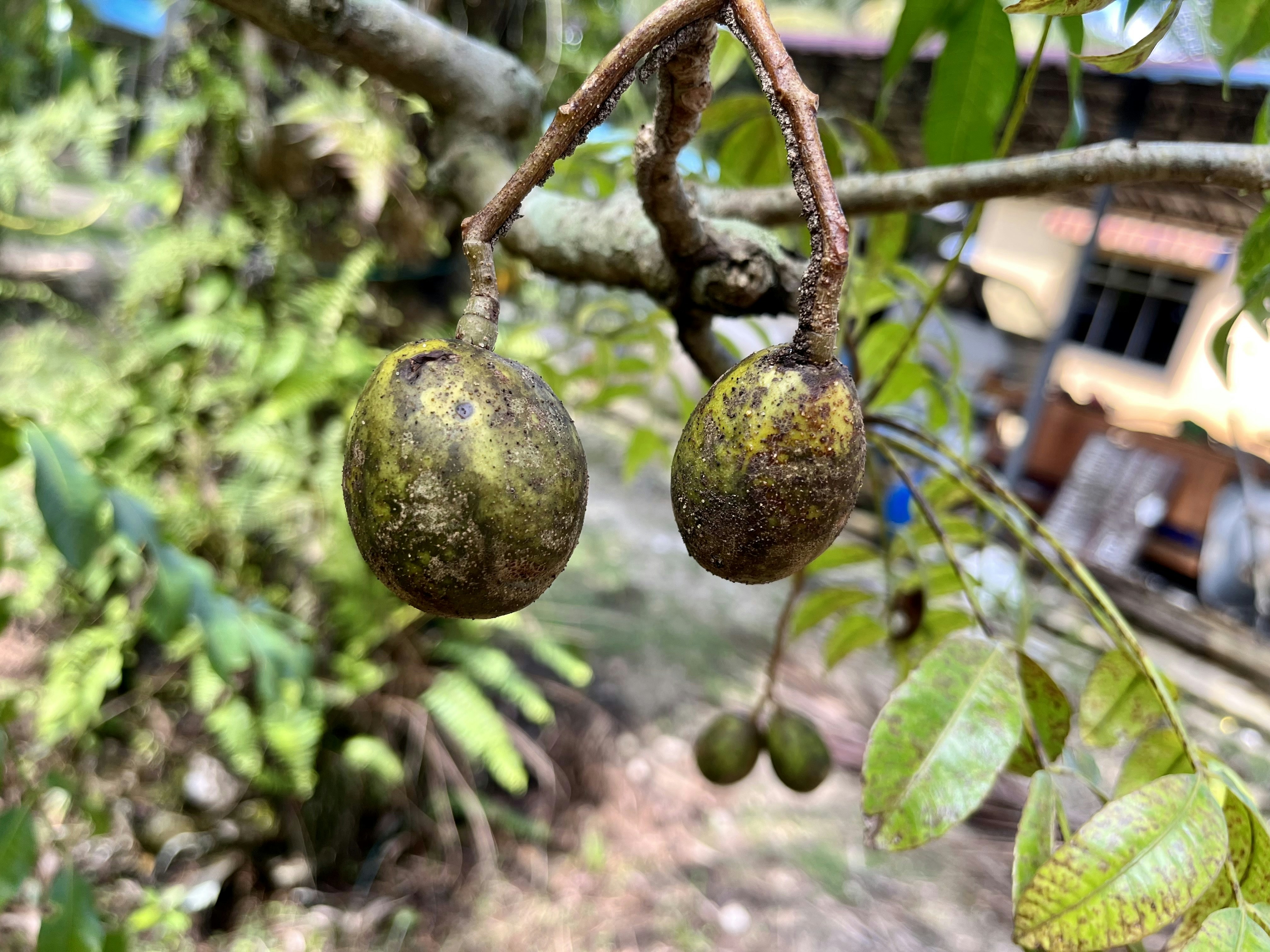 a couple of fruit hanging from a tree