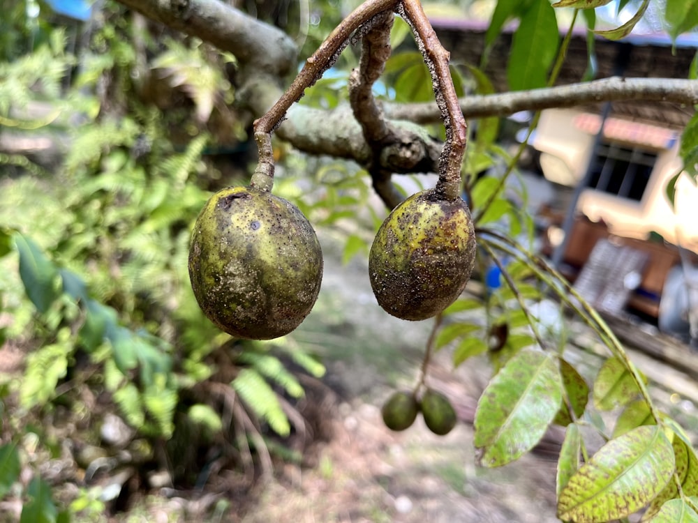 um par de frutas penduradas em uma árvore