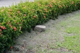 A close-up of freshly trimmed hedges and flowers.