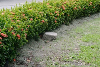 A neatly trimmed hedge with green leaves and clusters of small, bright red-orange flowers lines the edge of a grassy area. A single stone is partially embedded in the ground beside the hedge, and the grass appears freshly mowed with a few patches of dry leaves scattered around.