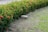 A neatly trimmed hedge with green leaves and clusters of small, bright red-orange flowers lines the edge of a grassy area. A single stone is partially embedded in the ground beside the hedge, and the grass appears freshly mowed with a few patches of dry leaves scattered around.