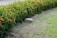 A neatly trimmed hedge with green leaves and clusters of small, bright red-orange flowers lines the edge of a grassy area. A single stone is partially embedded in the ground beside the hedge, and the grass appears freshly mowed with a few patches of dry leaves scattered around.