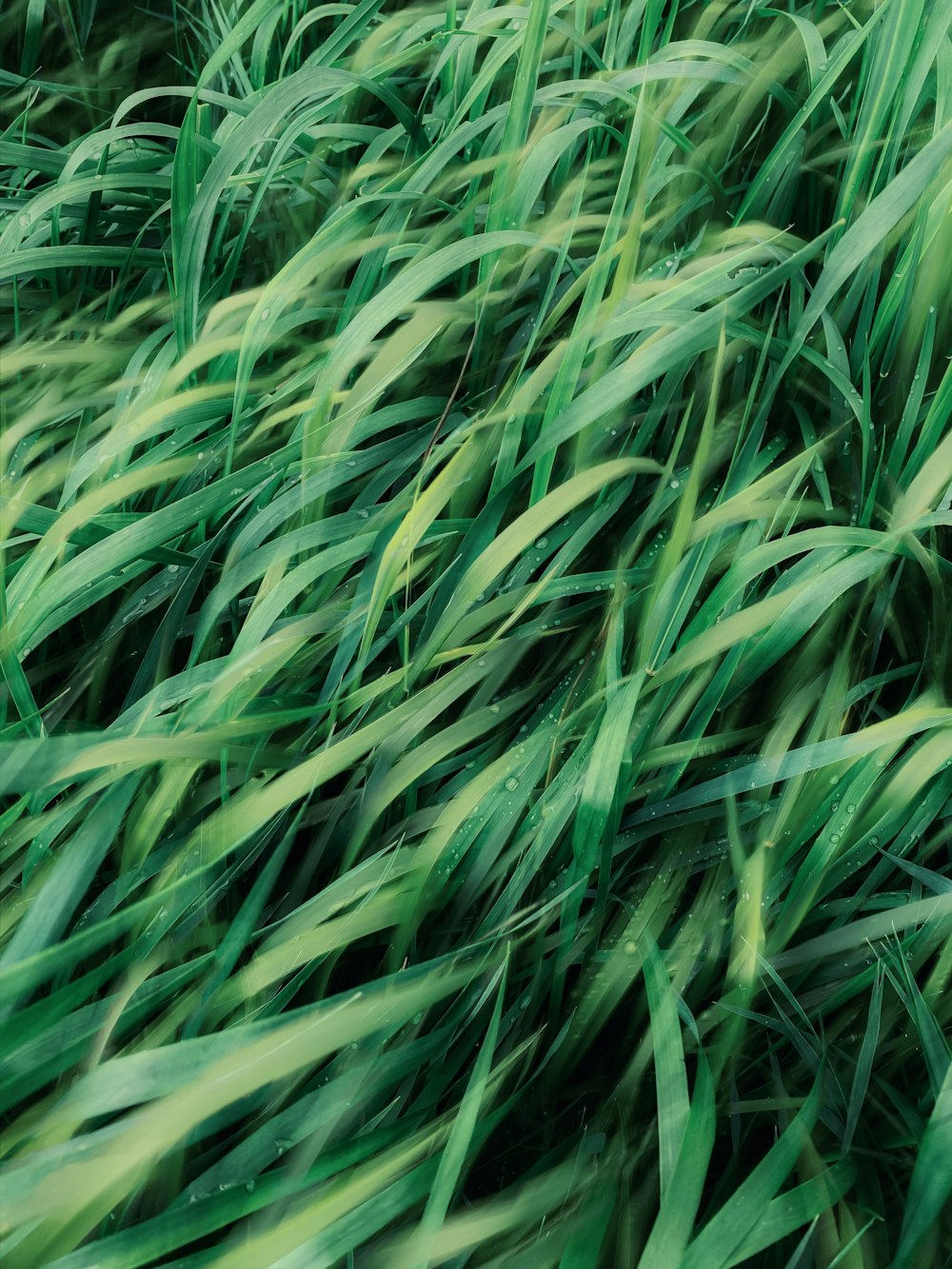 a close up of a bunch of green grass