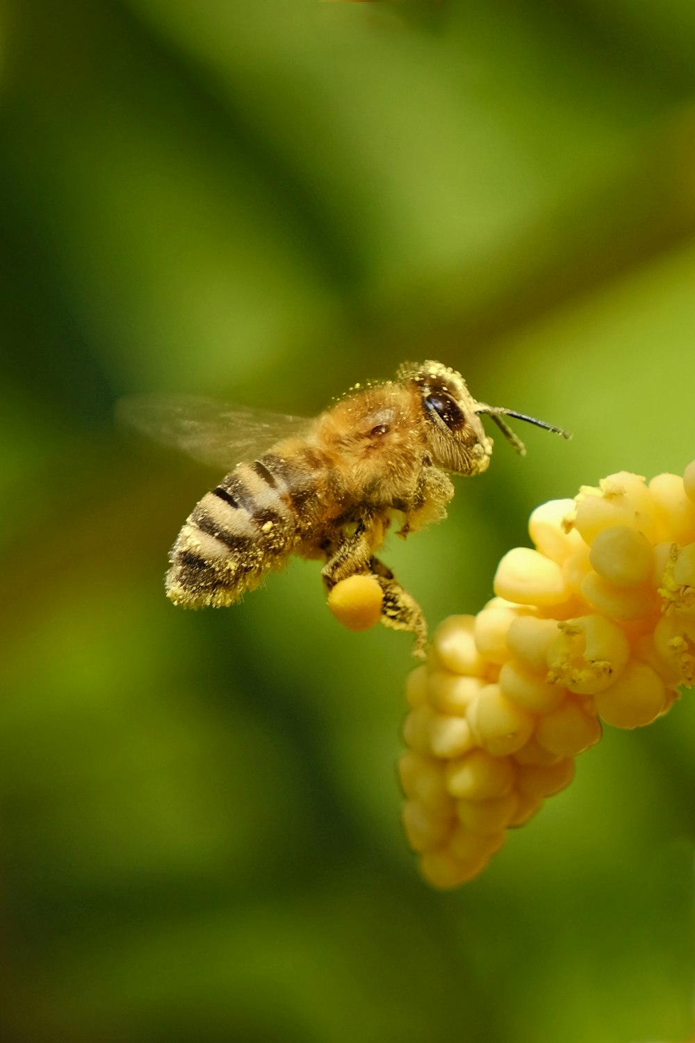 a bee flying away from a bunch of yellow flowers