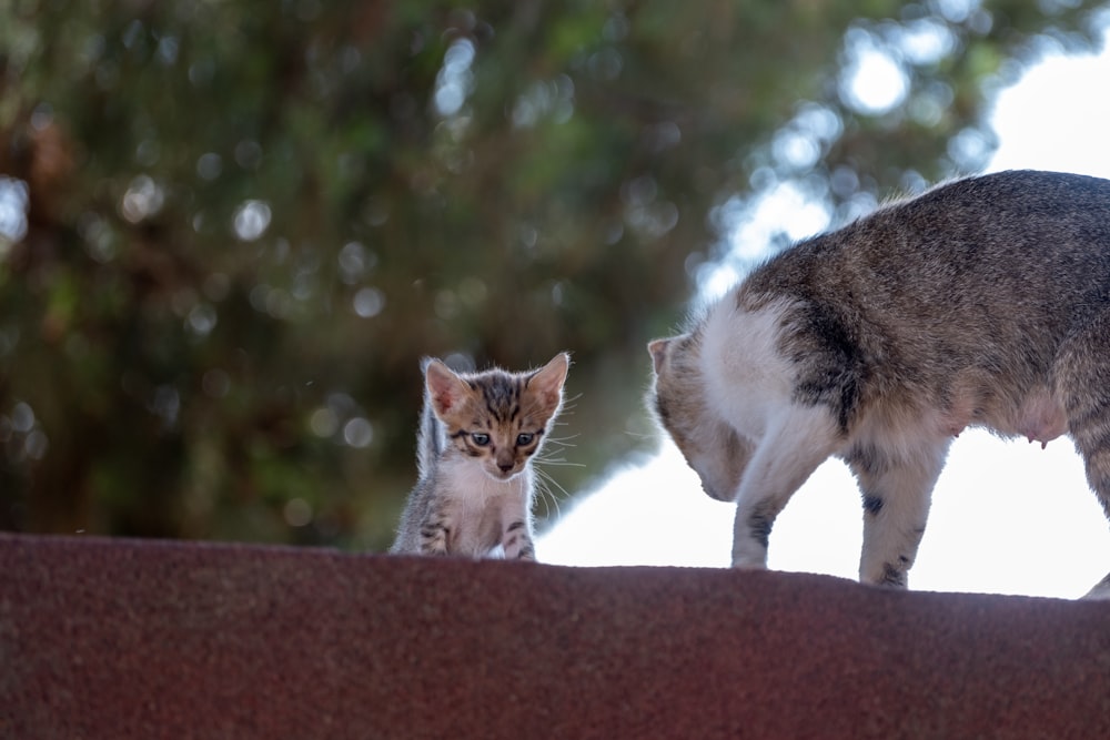 a cat standing on top of a roof next to another cat