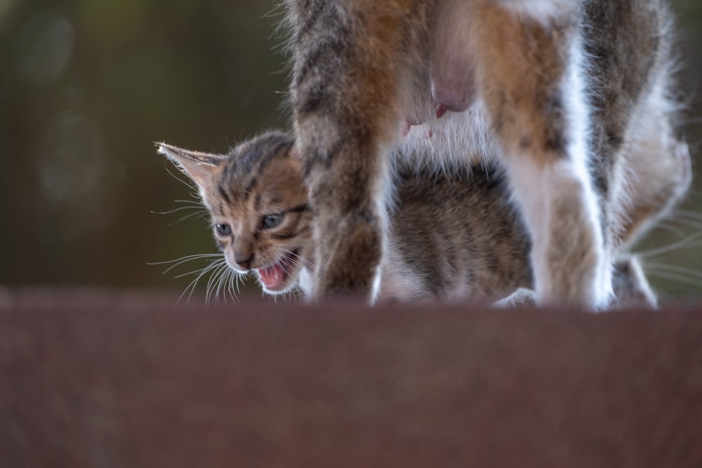 a small kitten standing next to a larger cat