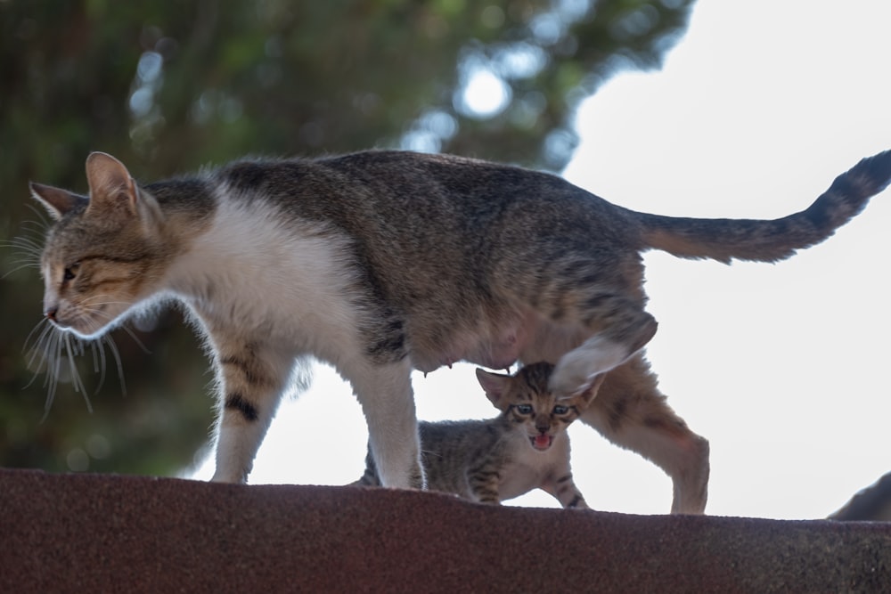 a mother cat and her two kittens on a roof