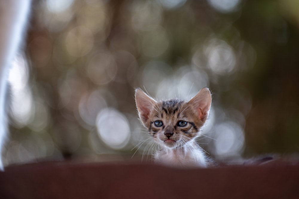 a small kitten with blue eyes looking at the camera