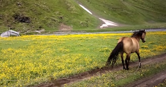 A brown horse stands on a dirt path in a vibrant green valley filled with yellow wildflowers. A small, snow-covered hill and a tent-like structure are visible in the background. The landscape appears serene and untouched, with a stream running through the valley.