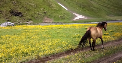 A brown horse stands on a dirt path in a vibrant green valley filled with yellow wildflowers. A small, snow-covered hill and a tent-like structure are visible in the background. The landscape appears serene and untouched, with a stream running through the valley.
