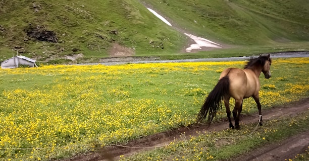 A brown horse stands on a dirt path in a vibrant green valley filled with yellow wildflowers. A small, snow-covered hill and a tent-like structure are visible in the background. The landscape appears serene and untouched, with a stream running through the valley.