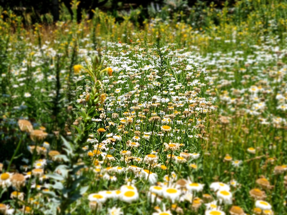 ein Feld voller Wildblumen und anderer Blumen