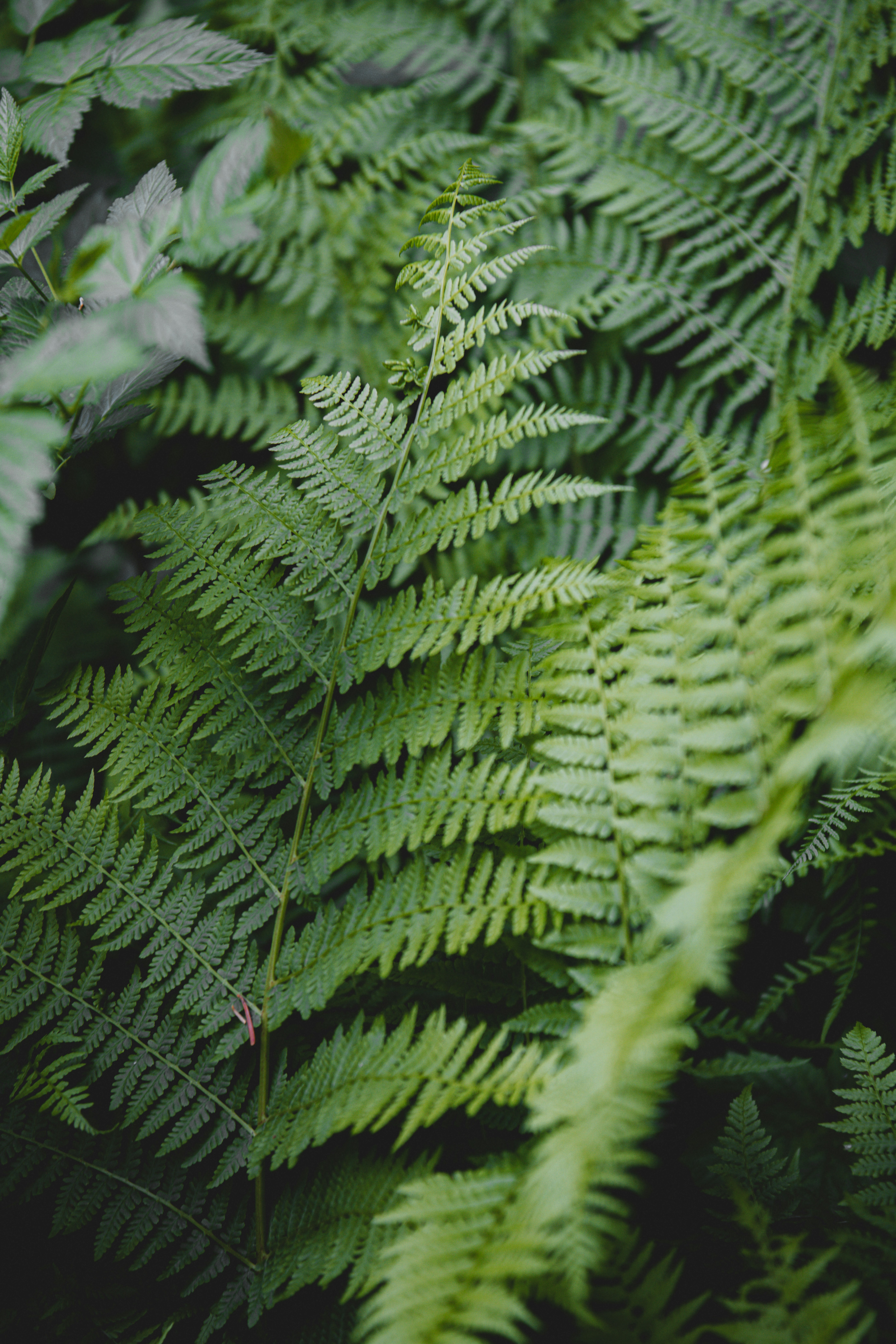 a close up of a green plant with lots of leaves