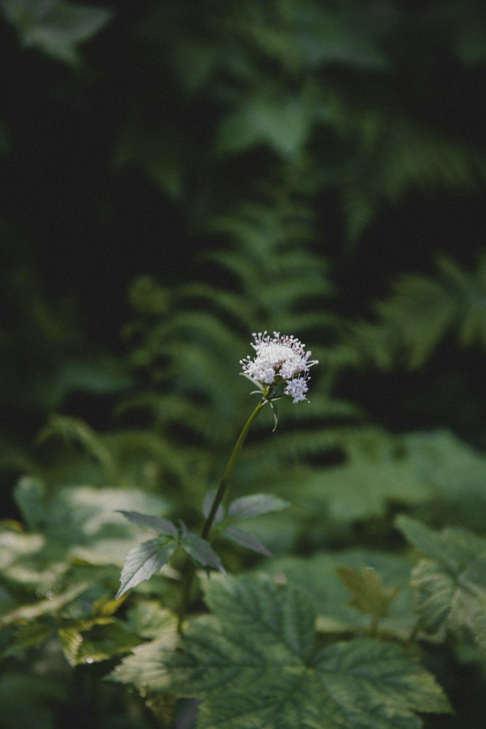 a white flower sitting in the middle of a forest