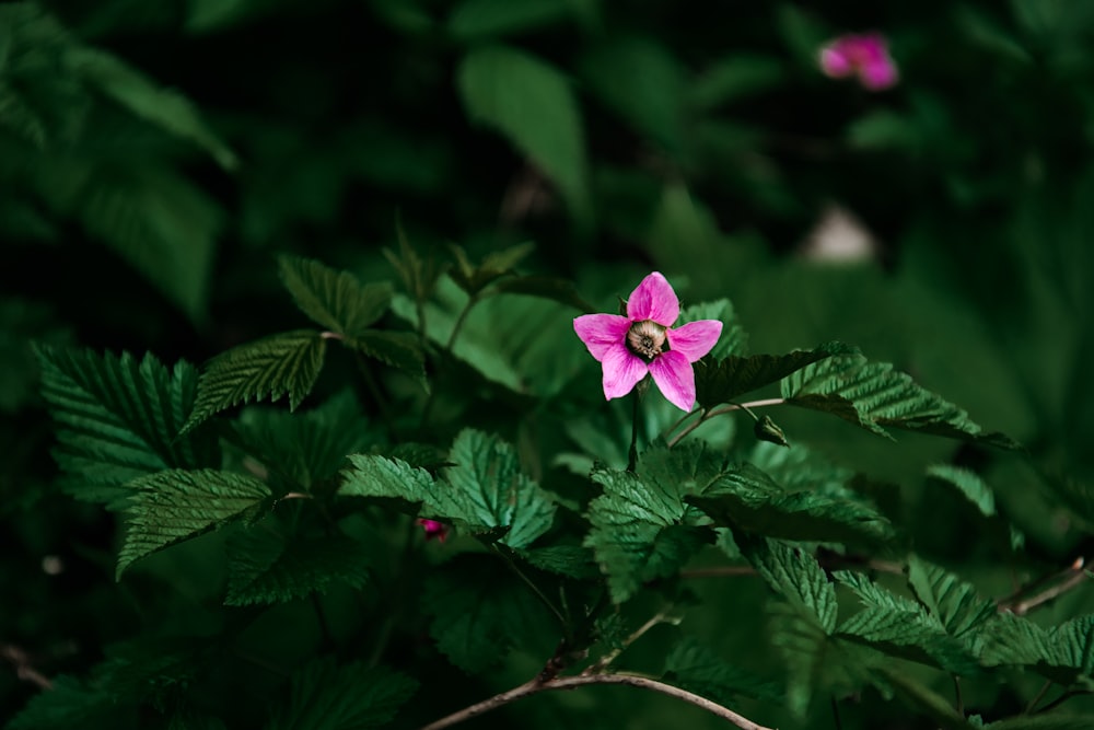 a pink flower with green leaves in the background