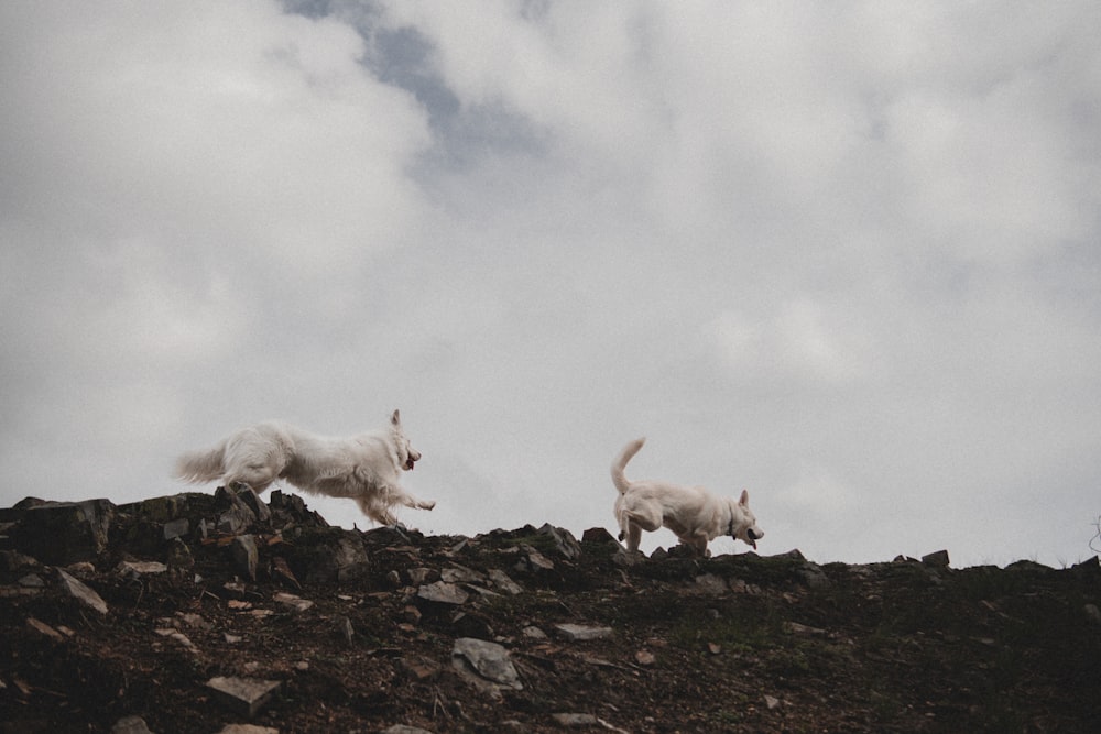 two white dogs running up a rocky hill