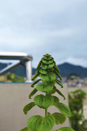 A tall green plant with layered leaves is in focus against a blurred background of mountains and a cloudy sky. The plant appears to have a vertical, symmetrical structure with vibrant, healthy foliage.
