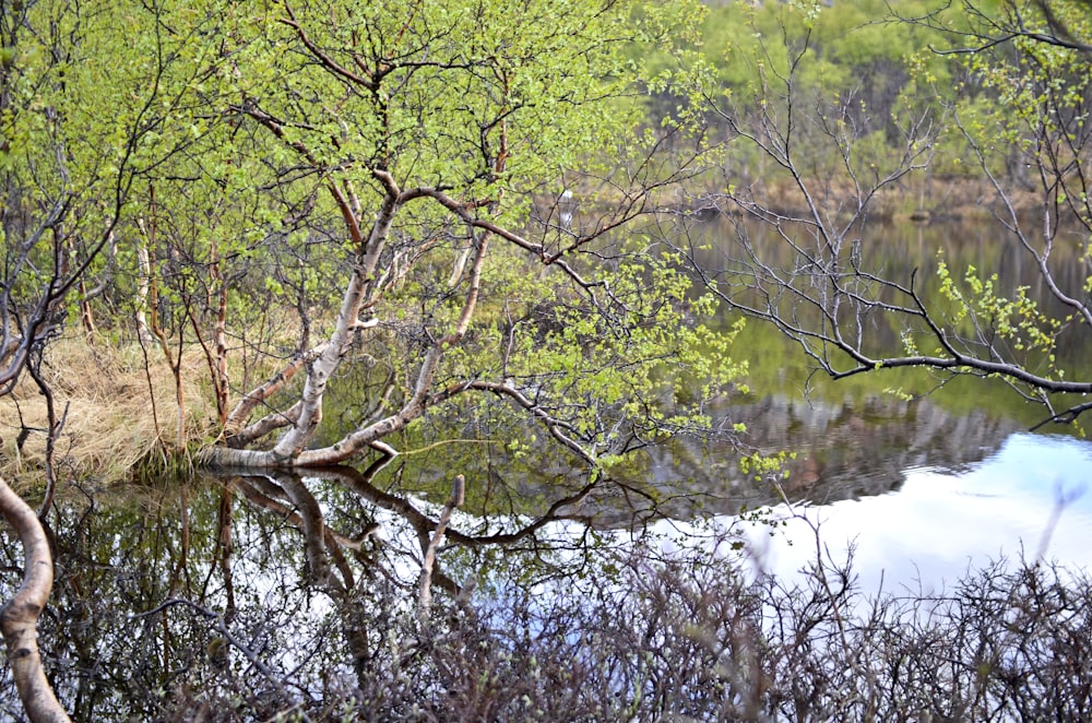 a small pond surrounded by trees and bushes