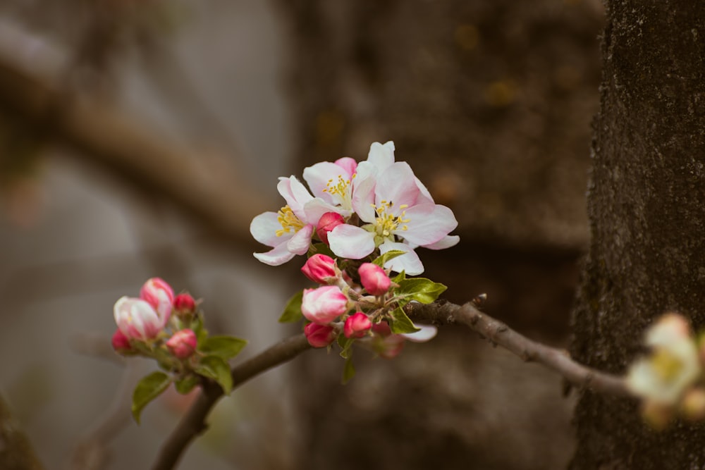 a branch with pink and white flowers on it