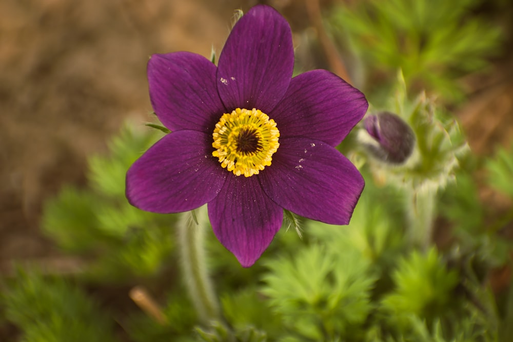 Nahaufnahme einer violetten Blume mit gelber Mitte