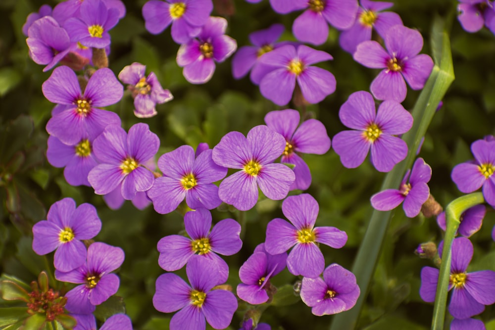 a bunch of purple flowers that are in the grass